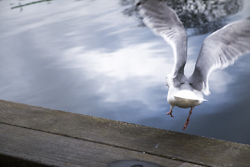 Image showing Flying Seagull