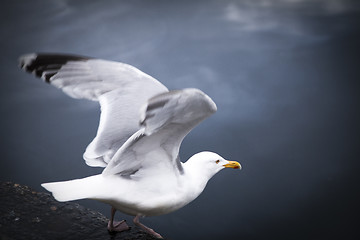 Image showing Flying Seagull