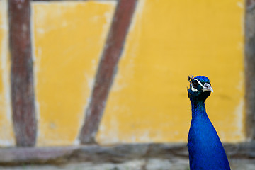 Image showing Peacock at the ecomusee in Alsace