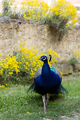 Image showing Peacock at the ecomusee in Alsace