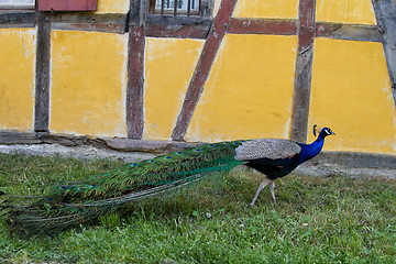 Image showing Peacock at the ecomusee in Alsace