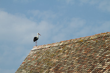 Image showing Stork on a roof at the ecomusee in Alsace