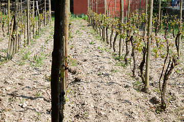 Image showing Wineyard at the ecomusee in Alsace