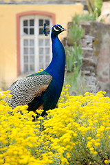 Image showing Peacock at the ecomusee in Alsace