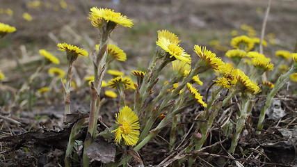 Image showing  coltsfoot Yellow primroses 