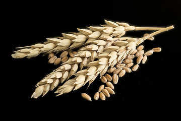 Image showing wheat ears