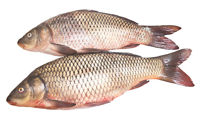 Image showing two carps