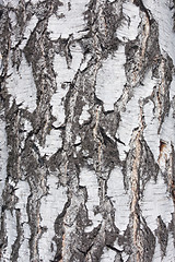 Image showing birch background