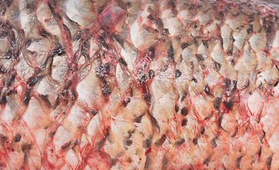 Image showing fish skin