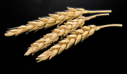 Image showing wheat ears