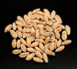 Image showing wheat grain