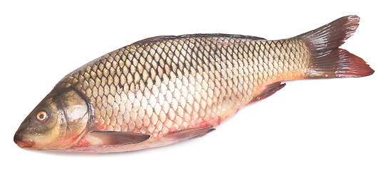 Image showing fresh carp