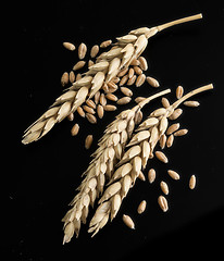 Image showing wheat ears