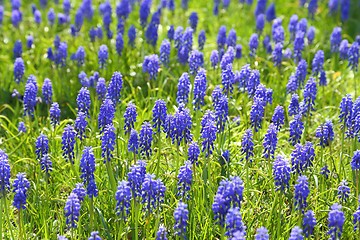 Image showing Grape hyacinth.