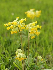 Image showing Primula veris