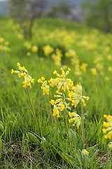 Image showing Primula veris