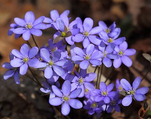 Image showing Anemone hepatica