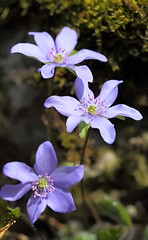 Image showing Anemone hepatica