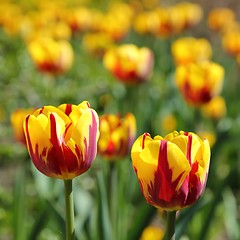 Image showing Tulips.