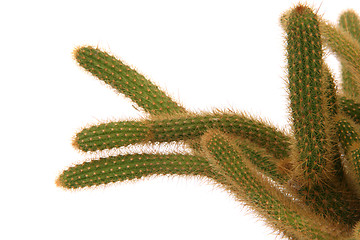 Image showing cactus detail