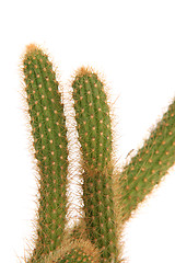 Image showing cactus