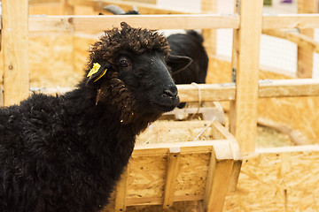 Image showing Black sheep at farm