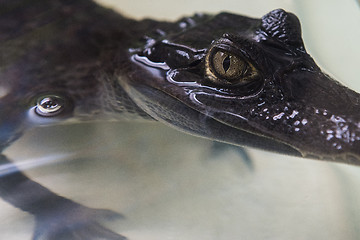 Image showing Beautiful caiman crocodile
