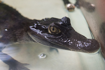 Image showing Beautiful caiman crocodile