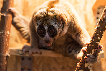 Image showing The beautiful slow loris