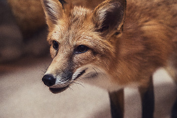 Image showing Beautiful red fox