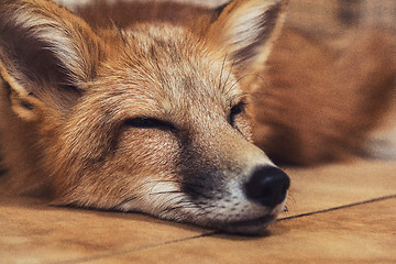 Image showing Beautiful red fox
