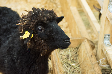 Image showing Black sheep at farm