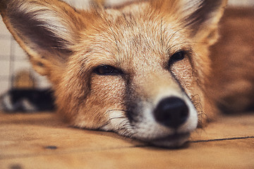 Image showing Beautiful red fox