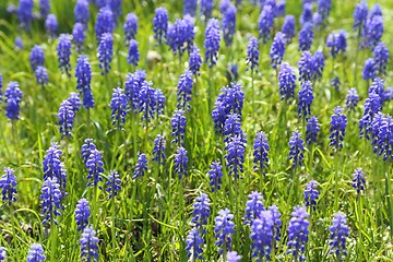 Image showing Grape hyacinth.