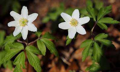 Image showing Anemones