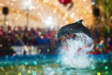 Image showing Two dolphins at dolphinarium