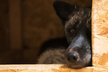 Image showing Beautiful black fox