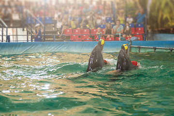 Image showing Two dolphins at dolphinarium