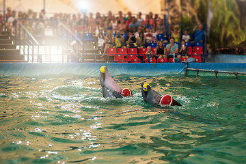 Image showing Two dolphins at dolphinarium