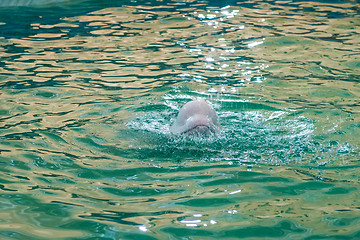 Image showing White dolphin at dolphinarium