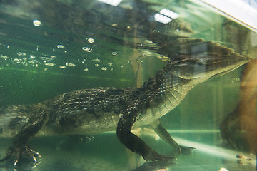 Image showing Beautiful caiman crocodile