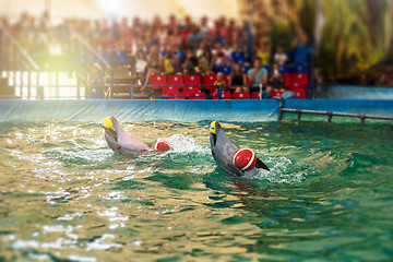 Image showing Two dolphins at dolphinarium