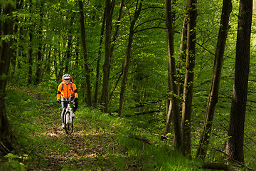 Image showing Biker in orange jersey on the forest road