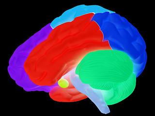 Image showing creative concept with 3d rendered colourful brain