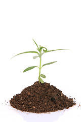 Image showing plant closeup