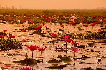 Image showing THAILAND ISAN UDON THANI KUMPHAWAPI LOTUS LAKE