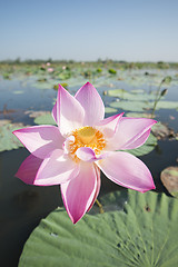 Image showing THAILAND ISAN UDON THANI KUMPHAWAPI LOTUS LAKE