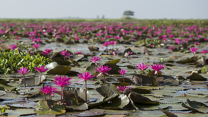 Image showing THAILAND ISAN UDON THANI KUMPHAWAPI LOTUS LAKE