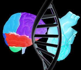 Image showing DNA, brain and heart. 3d illustration