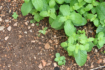 Image showing cinnamon and soil